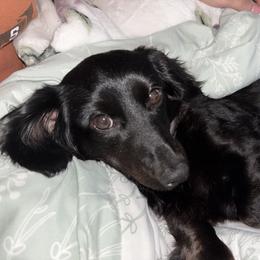 Daisy - Black female Dachshund puppy in Vinemont, Alabama from Puppy Pals