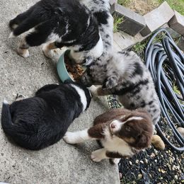 Australian Shepherd Puppies from Cali's Australian Shepherds
