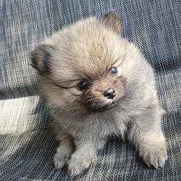 Nova - Cream sable female Pomeranian puppy in Hooksett, New Hampshire from Granite State Pomeranians