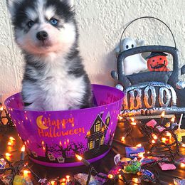 Pomsky Puppies from Palm Tree Pomskies