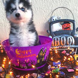 Pomsky Puppies from Palm Tree Pomskies