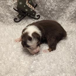 Australian Shepherd Puppies from Firelight Australian Shepherds
