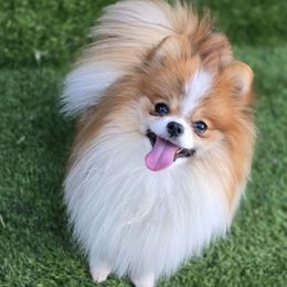 Stewart - Pomeranian