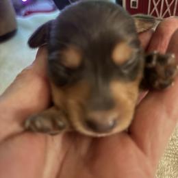 Bliss - Chocolate and tan female Dachshund puppy in Argos, Indiana from TKO Doxies