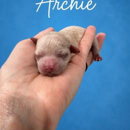 Archie - Apricot male Maltipoo puppy in Orlando, Florida from Denise’s Puppies