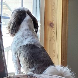 Shih Tzu Puppies from Jazzie Shih Tzu