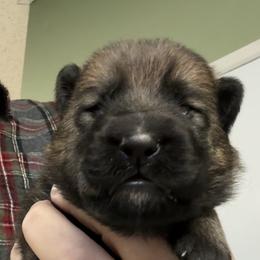 Blue Collar - Sable male German Shepherd puppy in Hancock, New Hampshire from Kysarah German Shepherds