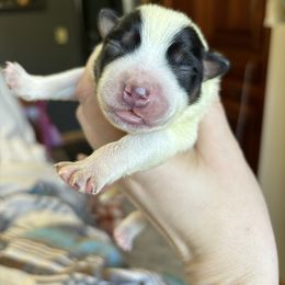 Tito’s - Blue speckled Australian Cattle Dog puppy in Ellensburg, Washington from Boondock Bandits