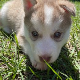 Siberian Husky Puppies from Vixen Siberians