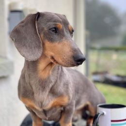 Hans - Dachshund
