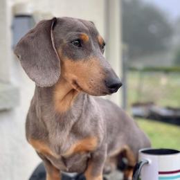 Hans - Dachshund