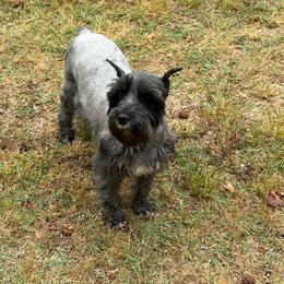 Violet - Miniature Schnauzer