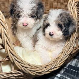 Scout - Blue merle male Bernedoodle puppy in Cocoa, Florida from The Beach Doodles