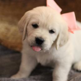 Golden Retriever Puppies from Dandelion Meadows Farm