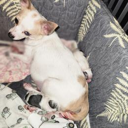 NINA - Chihuahua