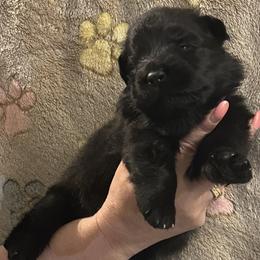Purple Collar - Black female German Shepherd puppy in Orrick, Missouri from Schultz's Premium German Shepherds