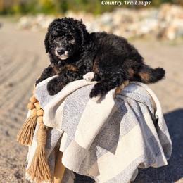 Goldendoodle and Poodle Puppies from Country Trail Pups