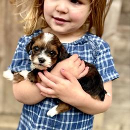 Espresso female - Black tri-color female Aussiedoodle puppy in Paoli, Indiana from Brambleberry Doodles
