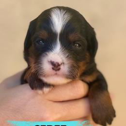 Cirie - Tri-color female Bernedoodle puppy in Gilbert, Arizona from Safe Havynn Doodles