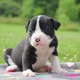 Girl 4 - female Alapaha Blue Blood Bulldog puppy in Grafton, Ohio from Eclipse Alapaha Kennels