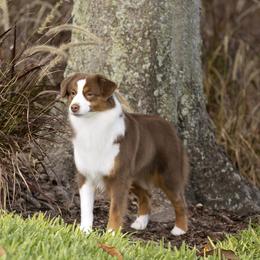 Alexis - Miniature American Shepherd