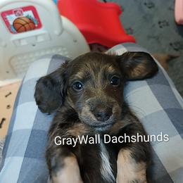 Anellini -AKC Full - Blue and cream female Dachshund puppy in Bates City, Missouri from Gray Wall Dachshunds