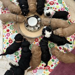 Bernedoodle and Goldendoodle Puppies from Draper Doodles