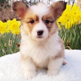 American Corgi and Pembroke Welsh Corgi Puppies from Whimsical Treasure Corgis