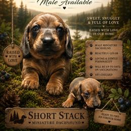Huckleberry - Red male Dachshund puppy in San Tan Valley, Arizona from Short Stack Miniature Dachshunds