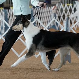 Collies from Wynhaven Collies