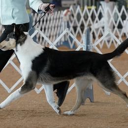 Collies from Wynhaven Collies
