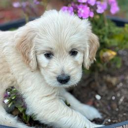 Purple Girl - Cream female Goldendoodle puppy in Colorado Springs, Colorado from Pikes Peak Doodles