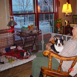 Boston Terrier Puppies from Achates Bostons