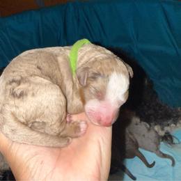 Merle boy - Merle male Bernedoodle puppy in High Point, North Carolina from Full Hands Farm