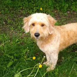 Aussiedoodles, Bernedoodles, Goldendoodles, and Sheepadoodles from Country Meadow Doodles