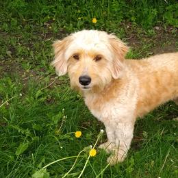Aussiedoodles, Bernedoodles, Goldendoodles, and Sheepadoodles from Country Meadow Doodles