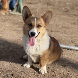 Cinch - Pembroke Welsh Corgi