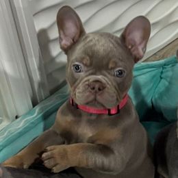Latte - Tricolors female French Bulldog puppy in South Bend, Indiana from Furever Faithful Frenchies LLC
