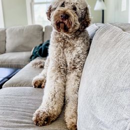 Australian Labradoodle All Grown Up from Heritage Manor Labradoodles (HML)