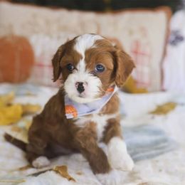 Cavapoo and Goldendoodle Puppies from Hearts Full of Puppies