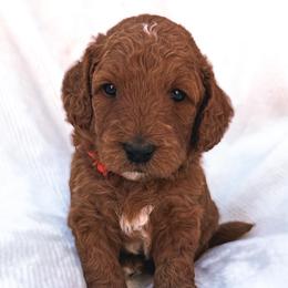 Boy 3 - Goldendoodle puppy in San Diego, California from De Luna Doodles