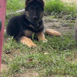 Green bean - Black and red male German Shepherd puppy in Marion, Ohio from Legacy K9’s