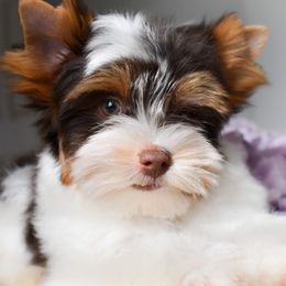 Biewer Terriers and Yorkshire Terriers from Skyridge Puppies