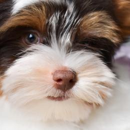 Biewer Terriers and Yorkshire Terriers from Skyridge Puppies
