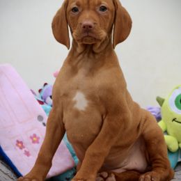 Boo - Golden rust female Vizsla puppy in Bloomington, Indiana from Envizion