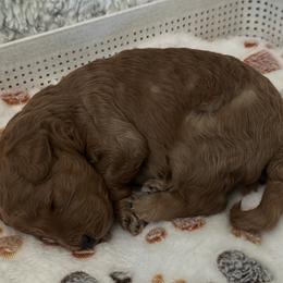 Goldendoodle Puppies from Miss Cindy’s Doodles