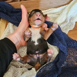 Peppy - Merle male Bernedoodle puppy in Decatur, Georgia from So Adoodable