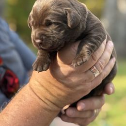 Labrador Retriever Puppies from Hillstone Labradors