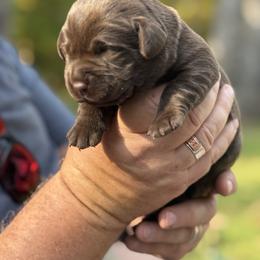 Labrador Retriever Puppies from Hillstone Labradors