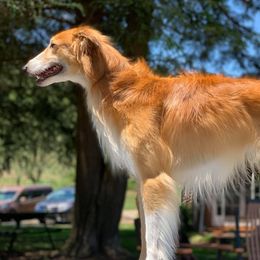 Fawkes  - Silken Windhound